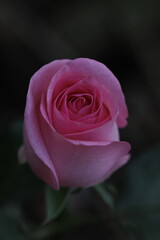 pink rose with water drops