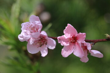 ひな祭りに飾る花