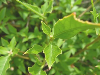 green leaves background