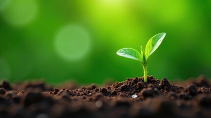 A vibrant green sprout emerges from rich dark soil, bathed in the warm glow of sunlight, symbolizing growth, renewal, and the promise of a flourishing future.