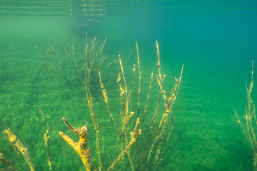 Rummu quarry underwater forest: submerged trees piercing through crystal clear water.