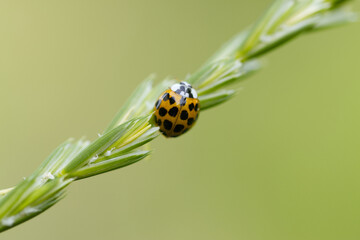 cute yellow bug crawls up the blade of grass, cute bug from the behind,  twenty-two dot ladybug on the top of a blade of grass,  yellow beetle on a blade of grass, close up Psyllobora vigintiduo