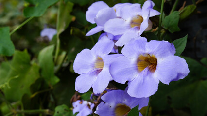 Flowering Thunbergia laurifolia,  blue trumpet vine, natural macro floral background