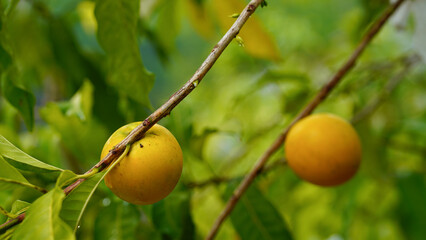 Pouteria caimito fruit on tree in farm for sell are cash crops. Abiu fruit possesses antimicrobial, antifungal, antiviral, anticancer, analgesic, antipyretic, and anti-inflammatory properties