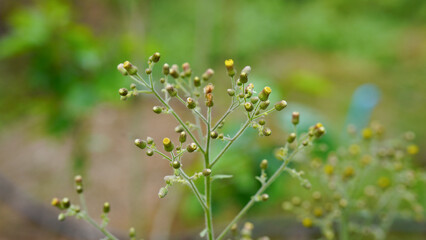 Close up of grass flower in the field with soft focus background.