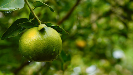 Green oranges still on the tree on the farm