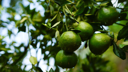 Green oranges still on the tree on the farm