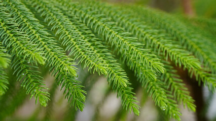 Close-Up Of Green Leaf Pine (Araucaria Heterophylla)