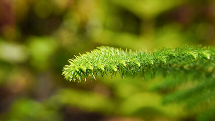 Close-Up Of Green Leaf Pine (Araucaria Heterophylla)