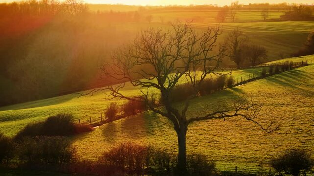 Silhouetted bare tree standing against golden sunset over rolling countryside. Expansive agricultural lands and scenic countryside in England at twilight. Leafless twisted branches reaching over