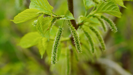 Mulberry fruit blooming on tree in garden on blurred of nature background