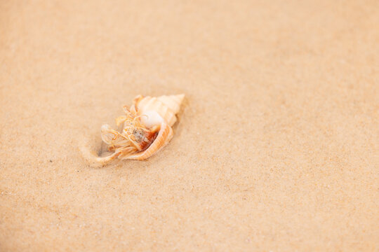 Small hermit crab hiding in shell at the beach