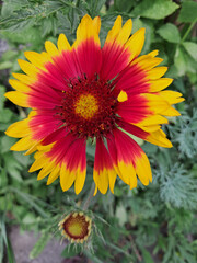 A vibrant Gaillardia flower with a red center and petals that transition from red at the base to yellow at the tips. Gaillardias Fiery Splendor