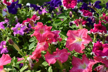 Colorful Petunias with Lush Green Leaves