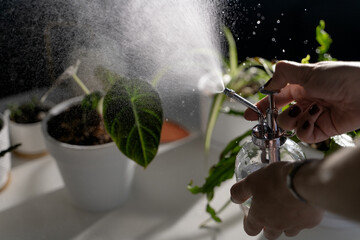 A bottle with a hand-pumped sprayer in female hands splashing water on house plants in white pots