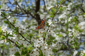 Nature's Beauty: Vibrant Butterfly Among Delicate Flowers
