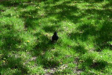 Jackdaw Strolling on Vibrant Green Grass