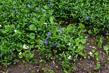 A dense vegetation cover covering the ground. Blue and White Blooms Amidst Lush Greenery