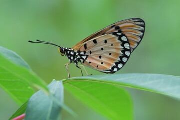 butterfly on a leaf