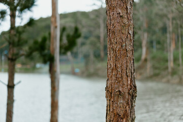 Close up of a textured tree trunk by a serene lake in a green forest, showcasing nature s beauty...