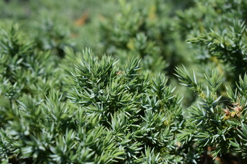 Close-Up of Dense Green Juniper Foliage