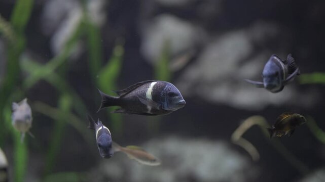 Cyphotilapia frontosa, also known as Frontosa Cichlid, swims gracefully in a freshwater aquarium. This African cichlid from Lake Tanganyika is admired for its bold stripes and unique humphead shape. 