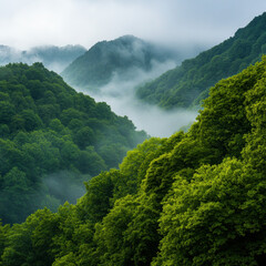 A dense forest full of lush green trees creating a natural canopy and serene environment for wildlife
