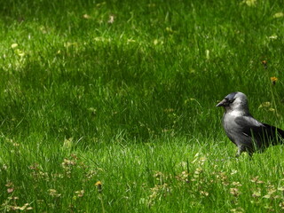 Jackdaw Strolling on Vibrant Green Grass