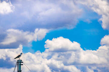 夏空の白雲とカモメ-1.