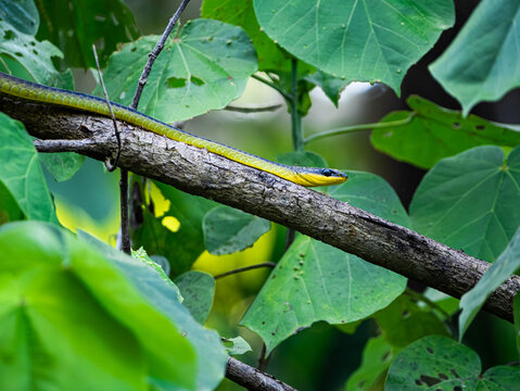 Common green tree snake on a branch