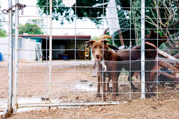 Outdoor brown dogs in fenced area