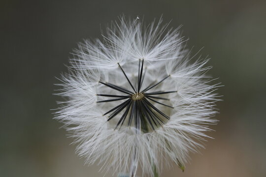 dandelion seed head