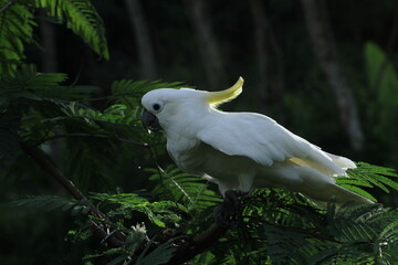 Fototapeta premium white parrot in the forest