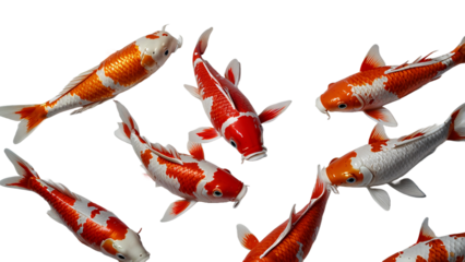Koi fish on a transparent background