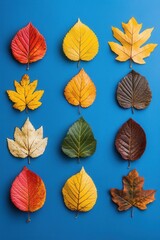 Obraz premium Autumnal Array of Colorful Fallen Leaves on a Vibrant Blue Backdrop Capturing the Essence of Fall Season in a Flat Lay Style