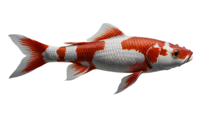 koi fish on a transparent background. Japanese fish on a transparent background