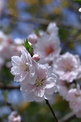 ひな祭りに飾る花