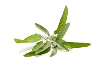 A cluster of fresh sage leaves with vibrant green hues and soft textured surfaces, arranged on a clean white background
