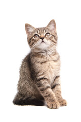Fluffy tabby kitten sitting with perked ears, gazing upward. Soft striped fur, whiskers, and bright eyes convey curiosity and innocence