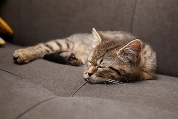 A small tabby kitten with brown and black stripes sleeps peacefully on a gray couch, its head...