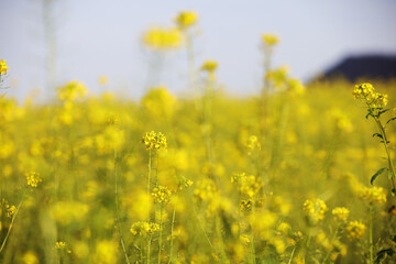 A field with yellow raps flowers in Germany	