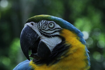 blue and yellow macaw
