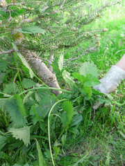 Person is pulling weeds from a garden