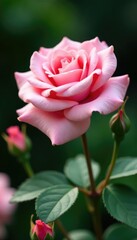 Soft pink rose petals unfold in a lush garden, garden, flower, delicate