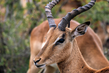 Naklejka premium Close up portrait, head of male impala, African black-footed antelope with lyre horns. Kruger National park, safari in South Africa