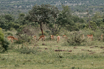 Group of impalas graze in a shrub savannah. Impala, African black-footed antelope. Safari in Kruger National park, South Africa.