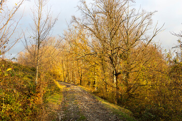 Path through a forest with trees in autumn