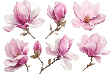Fototapeta premium Pink magnolia blossoms, buds, and branches isolated on white background.