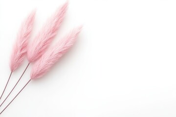 Soft pink pampas grass arranged on a clean white background for decorative purposes in home decor styling