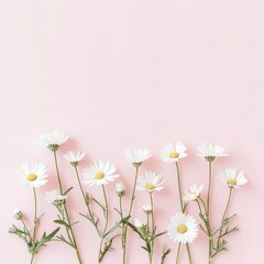 Daisy Dreams Pastel Hues